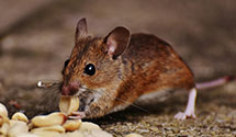 Organic and Eco-Friendly Pest Solutions